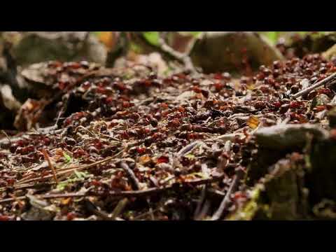 Náhled videa Virtual Insanity Camp - Máj (verze 2)