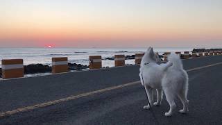 preview picture of video '오늘 하루의 아침,(김하루, 사모예드, HaRoo the samoyed)'