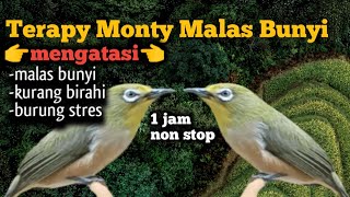 Download lagu Therapy zosterops montanus white eye bird song mp3