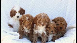 Video preview image #1 Cavapoo (Miniature) Puppy For Sale in ELIZABETHTOWN, PA, USA
