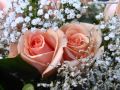 BUENOS DIAS AMOR JOSE JOSE 