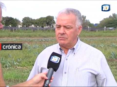 Granizo en el cinturón verde, ¿aumentarán las verduras?