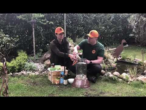 Maibowle mit Waldmeister