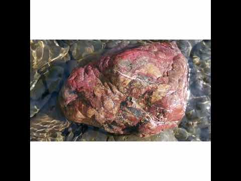 Rock hunting on the Tutaekuri River, Hawkes bay, New Zealand. #nicolagraynewzealandrockhound