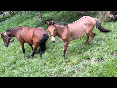 Iroso II and family at the Tibert alp pasture #vallemaira