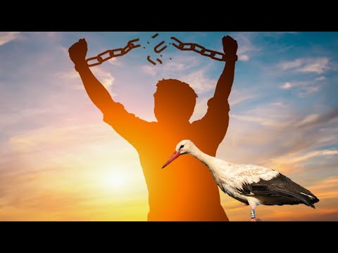 A rab gólya - Margaret Island Szimfonik és Palya Bea