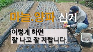 마늘 양파 심기 이렇게 하면 잘 나고 잘 자랍니다.