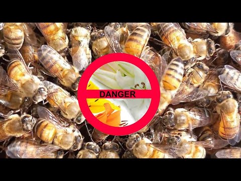 , title : 'مخاطر المبيدات الحشرية على النحل و الحشرات النافعة'
