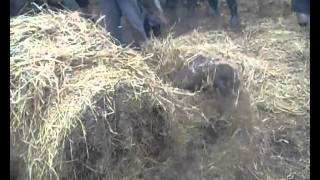 Party San 2007 (die apokalyptischen Reiter - licked by the Tongues of Pride)