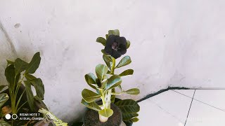 Rosa do deserto negra  , Recado aos participantes do sorteio