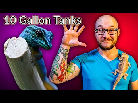 3rd YouTube video about how many frogs can live in a 10 gallon tank