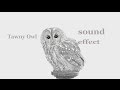 The Animal Sounds Tawny Owl Sound Effect Animation