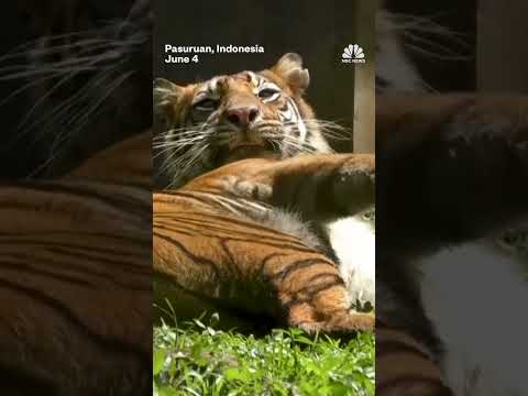 Four Sumatran tiger cubs make their debut at Indonesian zoo
