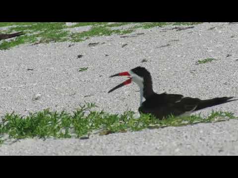 Black Skimmer with chick