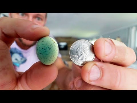 Button Quail Hatch Time