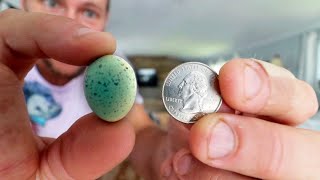 What comes out of an egg this SMALL The 16 day hatching adventure.