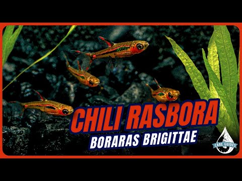 Chili Rasbora Care Guide