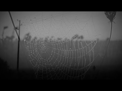 No More Many More - Призрак