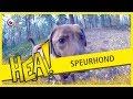 HEA! Speurhond