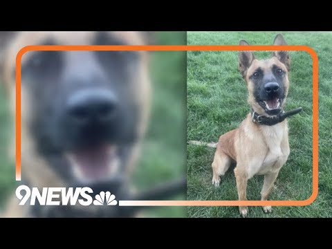 than $68000 donated for K9 Roam, police dog who had leg amputated after stabbing, CSPD says