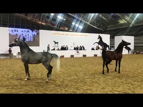 Ghazi Al Nasser and his sire Ghazwan Al Nasser head to head