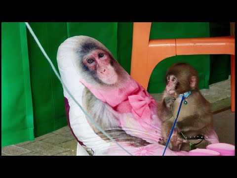 Dooo's Gay Dream and Chicken Nuggets