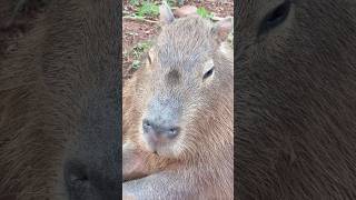 Capivara tranquilona! #capivaras