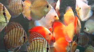 Discus Fish For Sale In Vancouver Canada