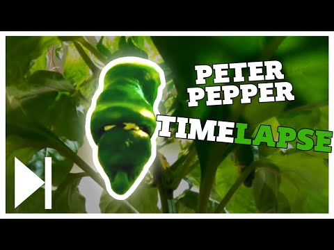 Mesmerizing timelapse of a growing "peter pepper" aka "Dick-shaped chili".