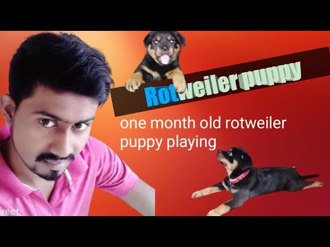 one month old rotweiler puppy playing,                           @@Dinu dogs lover@@