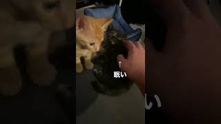 子猫かわいすぎシリーズ #3