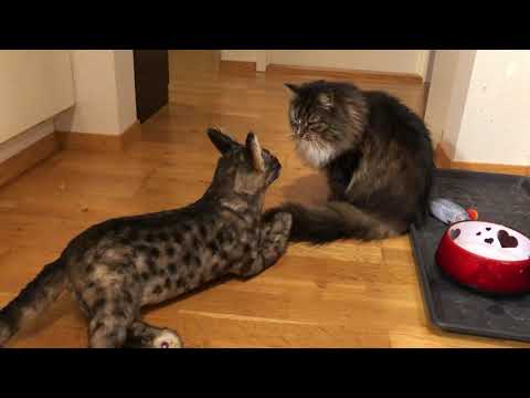 Showing the Cuddle Clone to my Cats