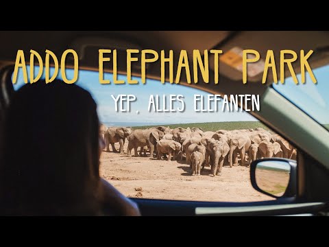 Umgeben von 100 Elefanten: Addo Elephant Park • #Südafrika • Reisevlog 268