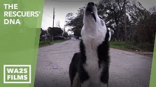 STARVING HUSKY PUPPY RESCUED by Forgotten Dogs of the Fifth Ward - Hope For Dogs Like My DoDo