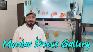 Discus Fishes at Mumbai Discus Gallery