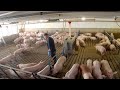 A Week Full Of Pig Farming