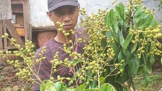 Download lagu Keunggulan kelengkeng new kristal & kelengkeng matalada mp3