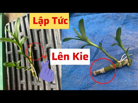 2 mắt nhưng chỉ lên 1 mắt phải làm sao |
