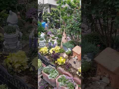 モダンな庭園の多年生植物、草、木  庭園