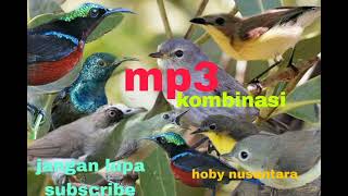 Download lagu suara burung remetuk laut dan burung konin/sepah raja_@hobynusantara5159 mantap guys !!! mp3