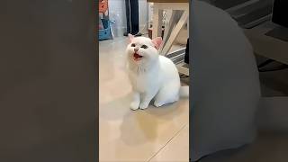 Download lagu Anak Kucing Lucu Melompat 🥰😍🐱#funny #shorts mp3