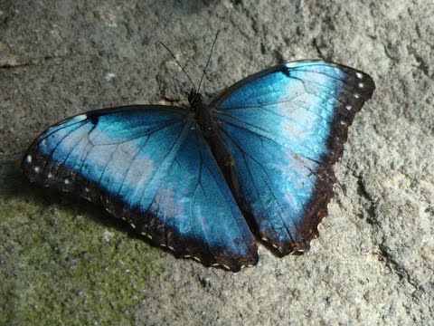Forest Waterfall Chakra Meditation