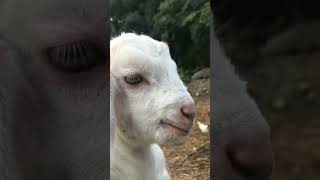 Download lagu memna mp3 Download lagu memna mp3