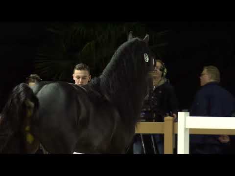 HK 2023 | Event 1 Part 1 | Second viewing of the selected young stallions | German