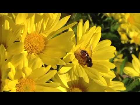 Moncho Chavea x Daviles de Novelda x El Greco x Deikirisy   Tambale  dj josiko el feo 2021