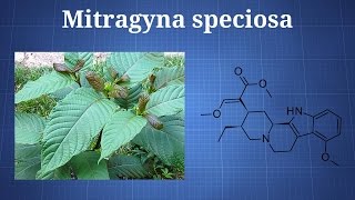Kratom (Mitragyna Speciosa): What You Need To Know