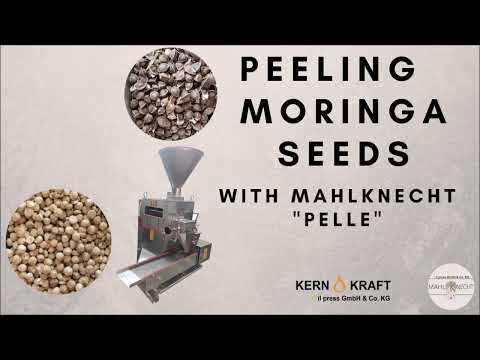 Moringa samen schälen / peeling of moringa seeds / Mahlknecht "Pelle"