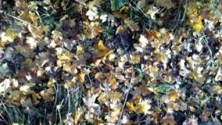 Sarah Blasko- Sweet november ( Kincsőmnek)