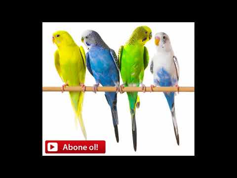 Muhabbet Kuşu Sesi (1 Saat)