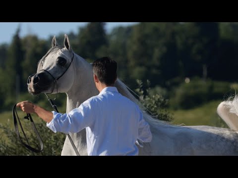 D SERAJ - (FA El Rasheem x Ladi Veronika), 2015 Grey Stallion